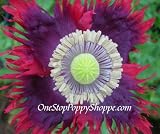100 Poppy Seeds. Drama Queen Poppies. Papaver. One Stop Poppy Shoppe� Brand.