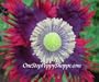 100 Poppy Seeds. Drama Queen Poppies. Papaver. One Stop Poppy Shoppe� Brand.