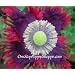 100 Poppy Seeds. Drama Queen Poppies. Papaver. One Stop Poppy Shoppe� Brand.