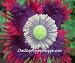 100 Poppy Seeds. Drama Queen Poppies. Papaver. One Stop Poppy Shoppe® Brand.