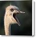 W H A T Canvas Print / Canvas Art - Artist Joseph G Holland