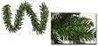 50' x 14" Pre-Lit Camdon Fir Commercial Christmas Garland - Clear Lights