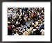 Fish Auction, Dar Es Salaam, Tanzania Framed Art Poster Print by Ariadne Van Zandbergen, 22x18