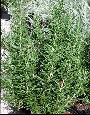 Barbeque Rosemary Herb Plant - Non-GMO - Two (2) Live Plants - Not Seeds - Each 4 Barbeque Rosemary Herb Plant - Non-GMO - Two (2) Live Plants - Not Seeds - Each 4