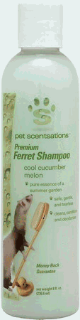 ferret care