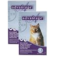 12 MONTH Advantage Purple for cats over 9lbs.
