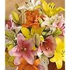 Luxury Lilies