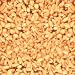 Prairie Gold (86) Kernel 50lb Wheat Montana Farms