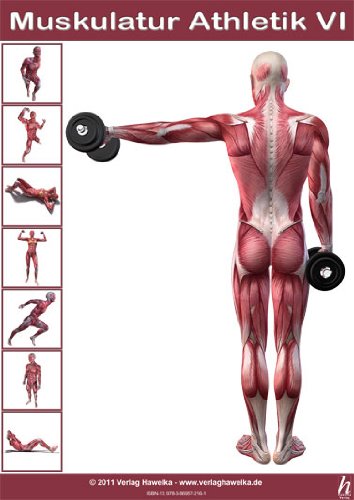 Hawelka Anatomie Poster - Muskulatur Athletik VI - DIN A3