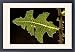Framed Prints of Leaf of prickly lettuce - held horizontally, angled towards the sun. Against from Ardea Wildlife Pets