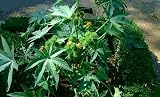Zanzi Palm Castor Bean 7 Seeds - Ricinus - HUGE GREEN - FREE SHIPPING ON ADDITIONAL HIRTS SEEDS ORDERED & PAID WITH ONE PAYMENT!