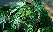 Zanzi Palm Castor Bean Ricinus 7 Seeds