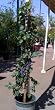 Cabernet Sauvignon Grape Vine Plant -- 12 by 12 Inch Container