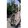 Cabernet Sauvignon Grape Vine Five Gallon Plant