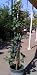 Cabernet Sauvignon Grape Vine Five Gallon Plant