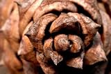 Pine Cone Close up from above - 24