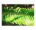 Cycads - Cycads Painting Collection, Fairchild Botanical Giclee Poster Print by Palm Images, 10x8