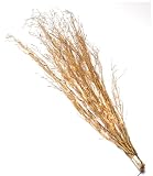 GKI Bethlehem Lighting 48-Inch 50 Clear Mini Light Natural Twigs