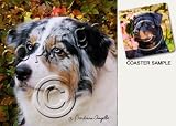 Australian Shepherd Dog Drink Coasters - Blue Merle
