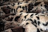 Favorite Pet Products Tiger Dreamz Trundle, 3 Way Bed, Clouded Leopard