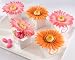 Set of 24 Hot Pink Daisy Delight Gerbera Favor Box