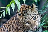 Panther - 18