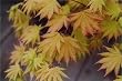 Acer Shirasawanum "Autumn" Two Gallon