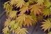 Acer Shirasawanum "Autumn" Two Gallon