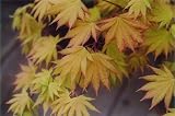 Acer Shirasawanum "Autumn" Two Gallon