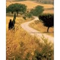 Tuscan Way Giclée Print - 11x14"