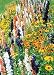 David's Wildflower Seed Mix Butterfly Hummingbird 400+ Seeds Per Packet