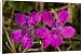 Canvas Prints of Maiden pink from Ardea Wildlife Pets