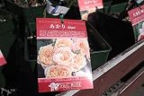 【花苗】【バラ苗大苗(剪定済)】　あかり　(Ｆ＆Ｇ　ＲＯＳＥ)　　【期間限定】