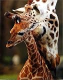 GIRAFFES - 16x20 - ART PRINT / POSTER