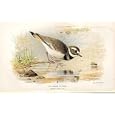 KILLDEER PLOVER Lilfords Birds 1885-97 By A THORBURN