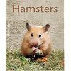 Hamsters