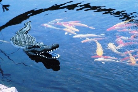 Aquascape 93000 Floating Alligator Decoy