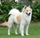 (5) Capsules of DOG Tapeworm D-Wormer, De-Wormer, DeWormer, Tape Worm Wormer. (Praziquantel).Works Like Droncit®, Tradewinds®, D-Worm® & Popantel®