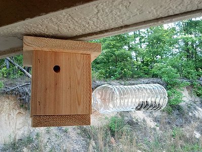Bees N Things Plastic Bottle Carpenter Bee Trap Bees N Things Plastic Bottle Carpenter Bee Trap