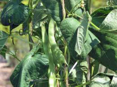 GREEN BEAN, ROMANO, POLE, HEIRLOOM, ORGANIC , 100+ SEEDS, NON-GMO, TASTY N HEALTY BEANS GREEN BEAN, ROMANO, POLE, HEIRLOOM, ORGANIC , 100+ SEEDS, NON-GMO, TASTY N HEALTY BEANS