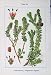 Flowers Sturms 1902 Empetrum Nigrum Latifolia Evonymus