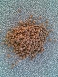 Hawaiianische Holzrose Argyreia nervosa 100 Samen