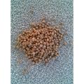 Hawaiianische Holzrose Argyreia nervosa 100 Samen