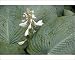 Photographic Prints of A garden hosta in flower from Ardea Wildlife Pets