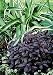 Midnight Wine Weigela - Outdoors or Bonsai - Dwarf