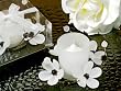Black & White Crystals Flower Candle Holder - Set of 24