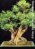 Eigenschaften Tropica  / Orangen - Jasmin (Murraya paniculata syn. exotica) - 12 Samen