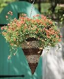 Gardman 12 Brushwood & White Rattan Hanging Cone