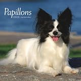 Papillons 2009 Calendar