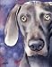 Weimaraner Dog Art Print Signed by Artist DJ Rogers